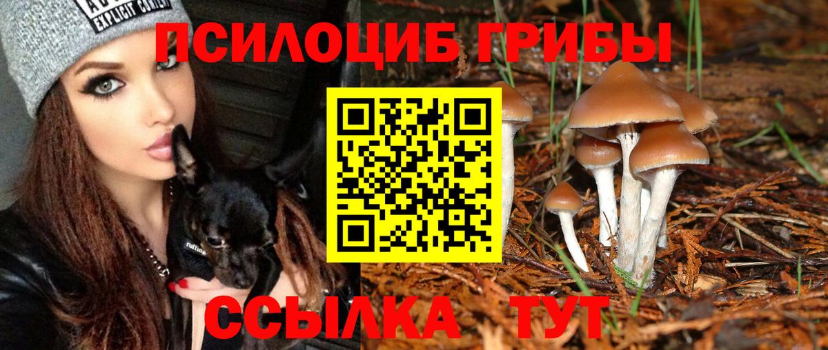 Галлюциногенные грибы Psilocybe  Вход с VPN  Вольск 